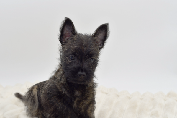 [#26380-04]  - Black Brindle F Cairn Terrier Puppies for Sale
